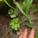 Unidentified Growth on Parsley Weed 150x150