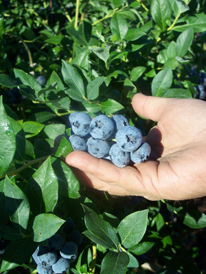 nutrient dense blueberries