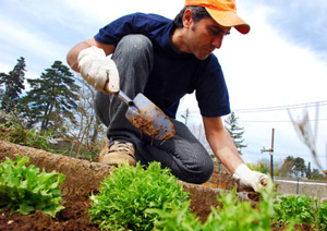 Gardening vs Buying Commercial